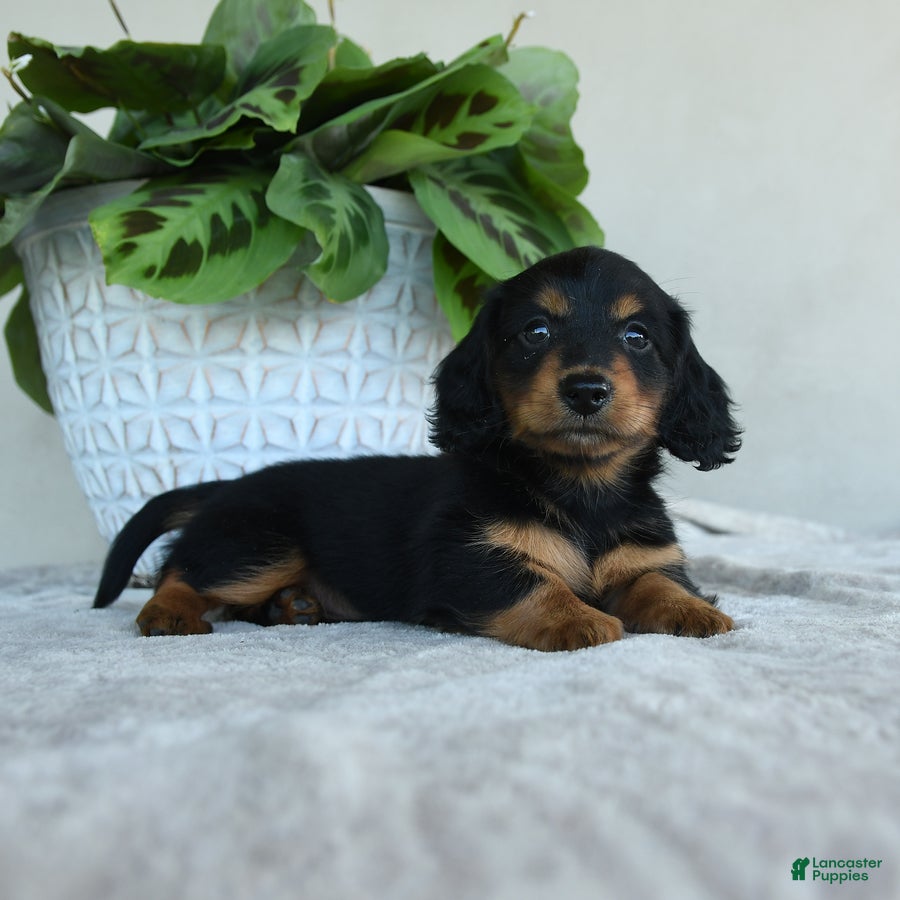 Dachshund dogs for sale: Larry - Ad 3
