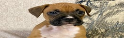 Boxer dogs for sale: Hope - Ad 1