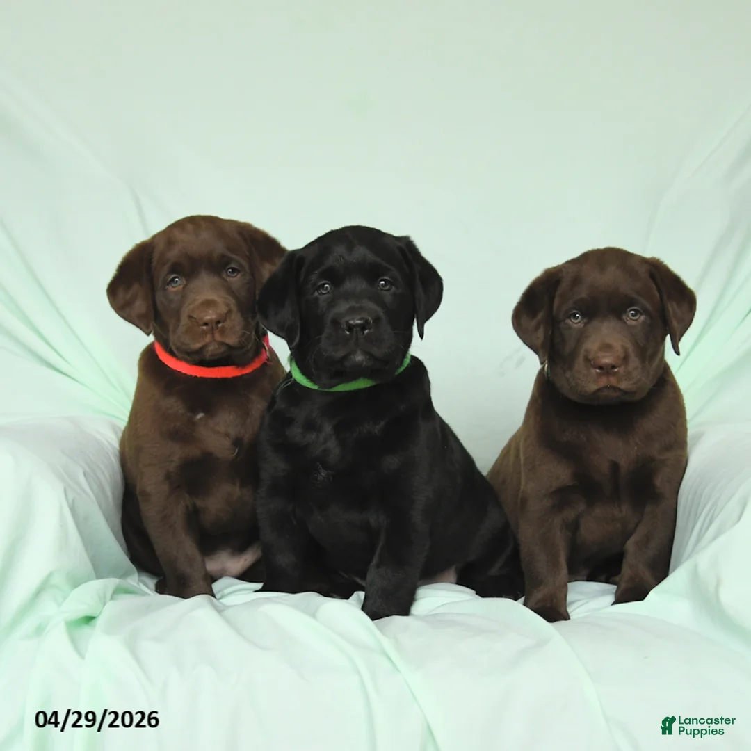 Labrador Retriever dogs for sale: Blazer - Ad 3