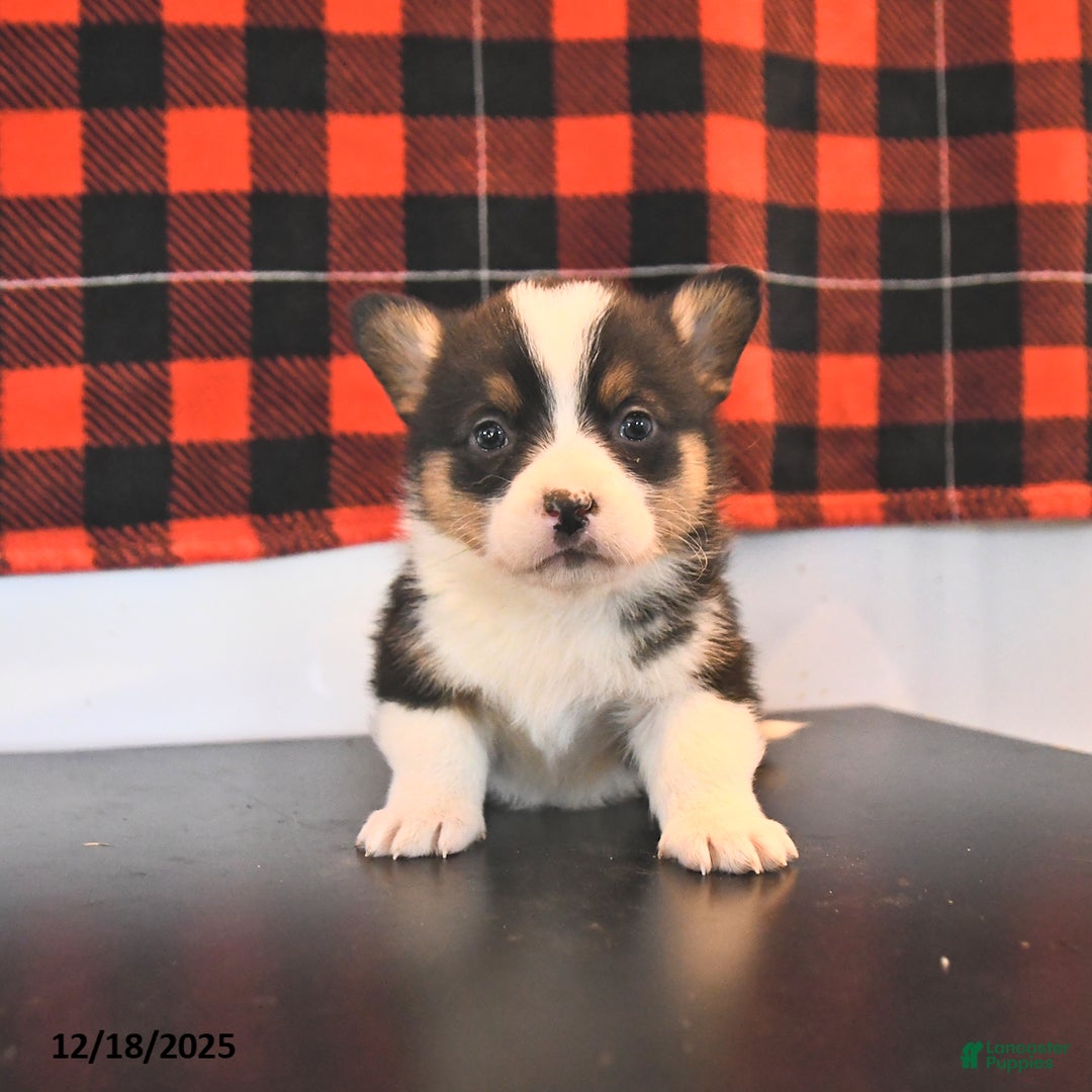 Welsh Corgi Pembroke dogs for sale: Gavin  - Ad 4