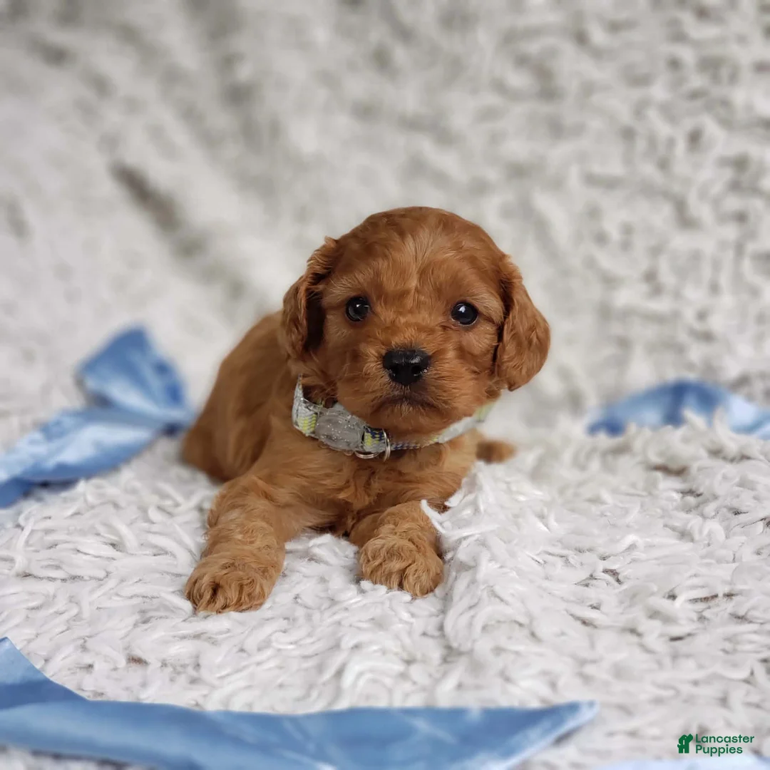 Cavapoo dogs for sale: Reuben  - Ad 10