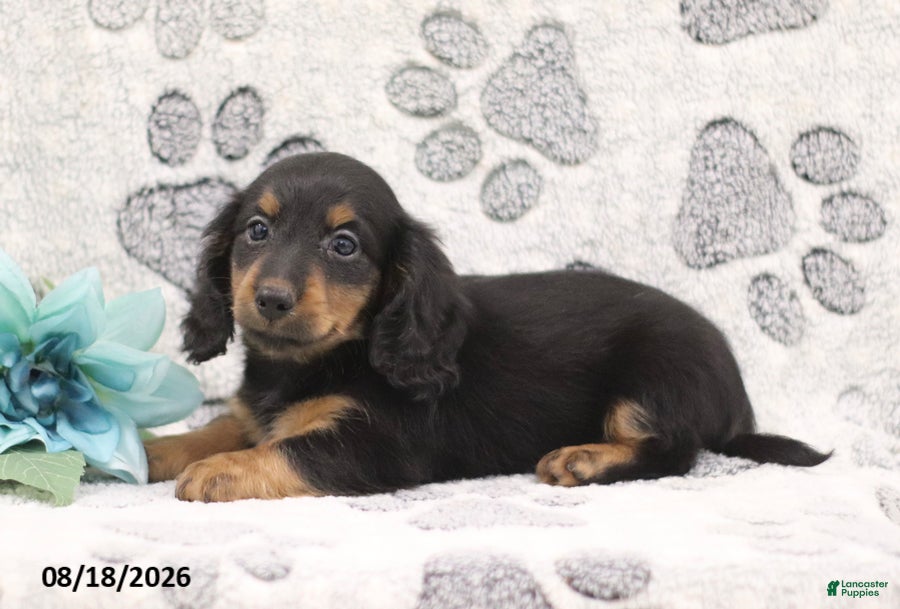 Miniature Dachshund dogs George - Ad 1