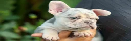French Bulldog dogs for sale: Spencer 🐾 - Ad 11