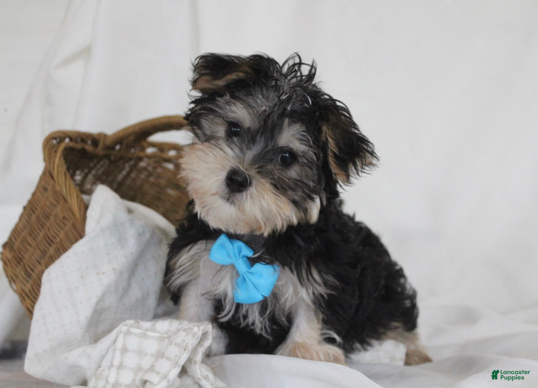 Morkie dogs Milo - Ad 1