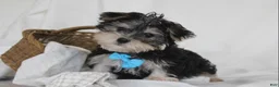 Morkie dogs for sale: Milo - Ad 1