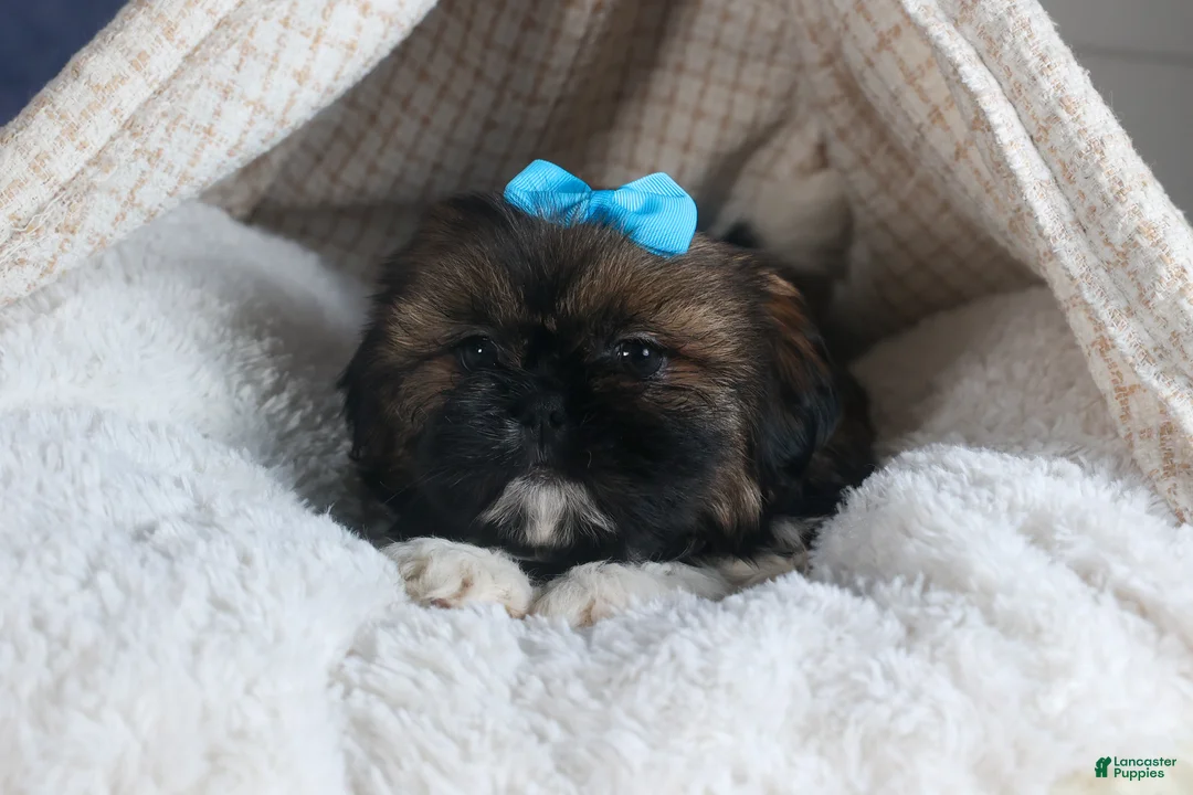 Shih Tzu dogs for sale: JOEY - Ad 9