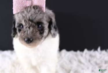 Standard Poodle dogs Willow - Ad 2