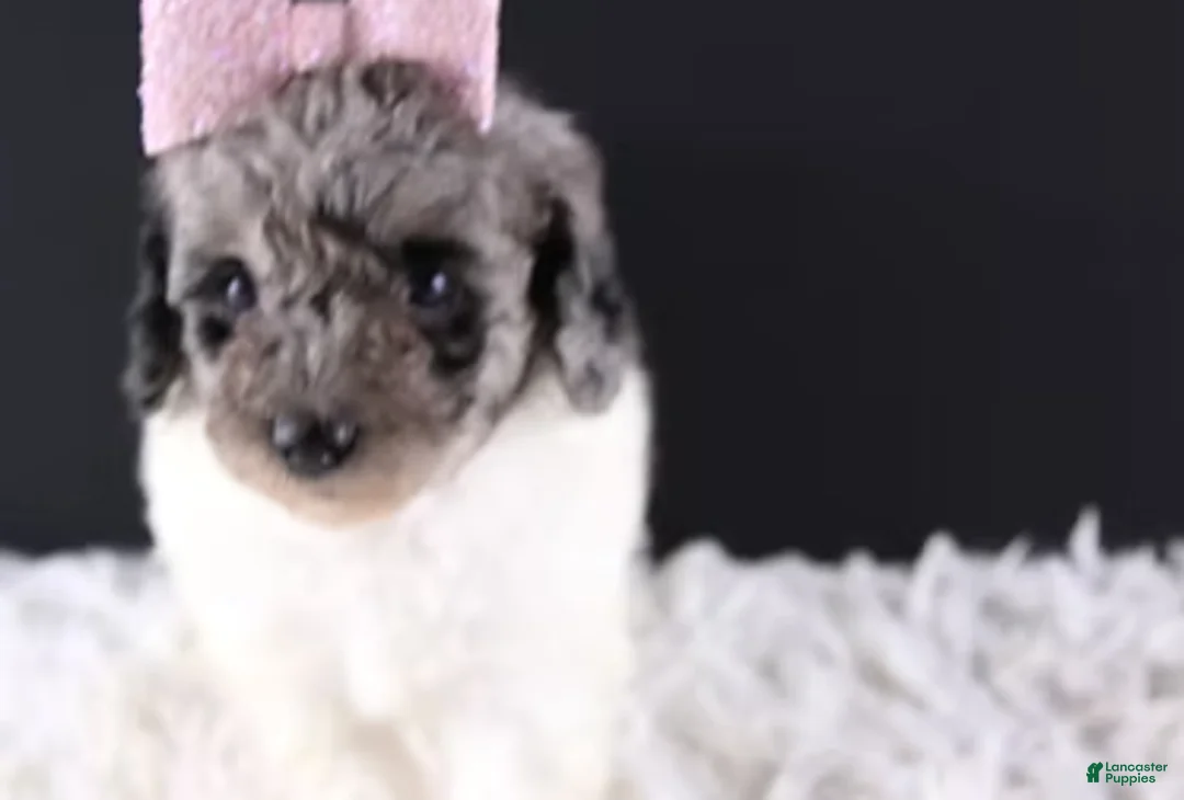 Standard Poodle dogs for sale: Willow - Ad 2