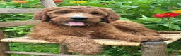 Irish Doodle dogs for sale: Maple - Ad 18