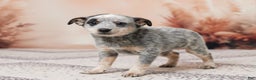 Australian Cattle Dog dogs for sale: Bella - Ad 5