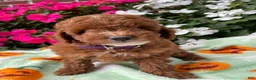 Toy Poodle dogs for sale: Cooper - Ad 3