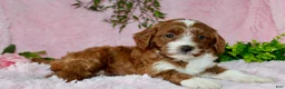 Cavapoo dogs for sale: Cavapoo Puppy 4 - Ad 1