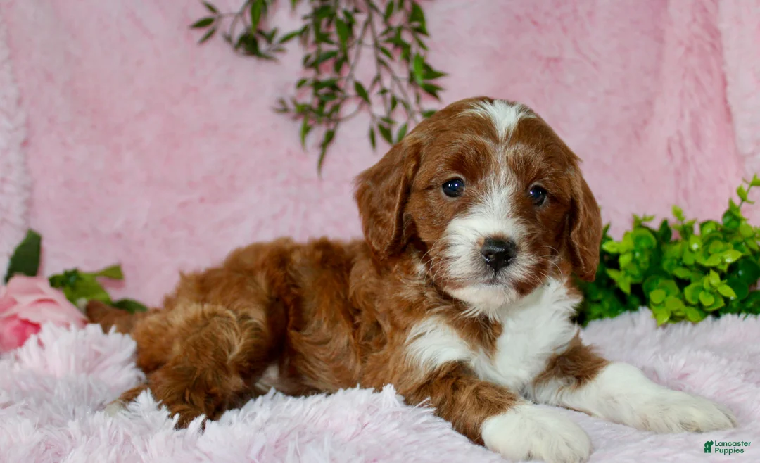 Cavapoo dogs for sale: Cavapoo Puppy 4 - Ad 1