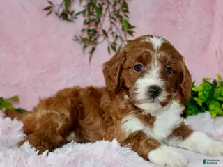 Cavapoo dogs Cavapoo Puppy 4 - Ad 31