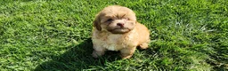 Shihpoo dogs for sale: Logan - Ad 6