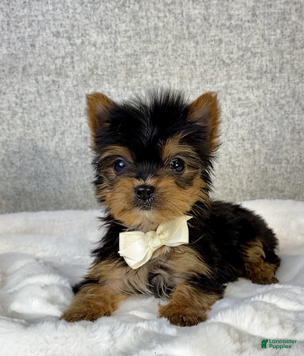 Yorkshire Terrier dogs Archie - Ad 2