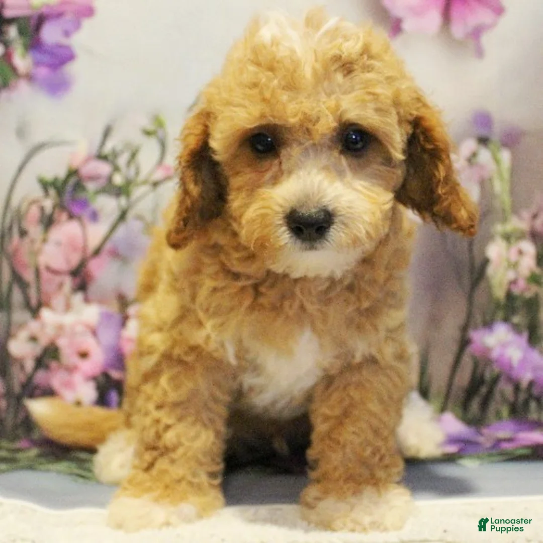 Toy Poodle dogs for sale: Marely - Ad 1