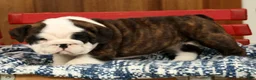 English Bulldog dogs for sale: Aurelia - Ad 8