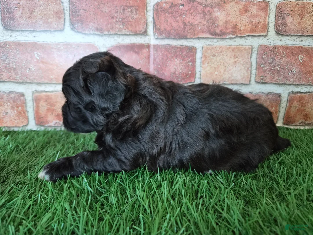 Shihpoo dogs for sale: Oreo - Ad 3