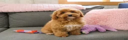 Mini Goldendoodle dogs for sale: Macaroni  - Ad 1