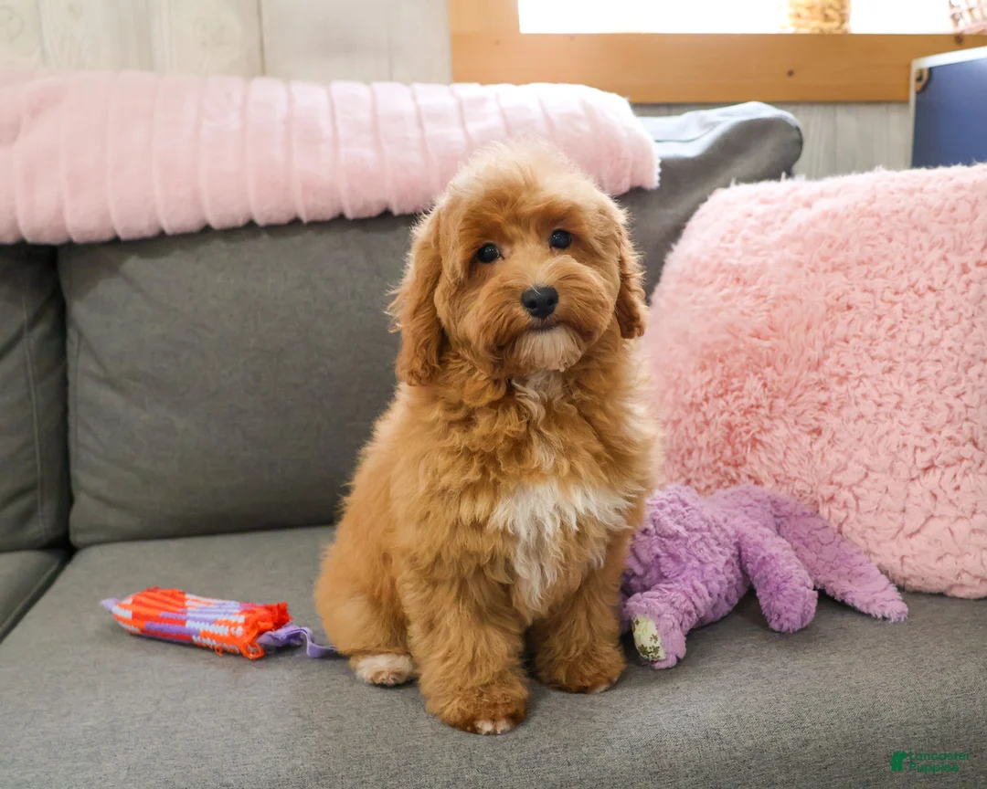 Mini Goldendoodle dogs for sale: Macaroni  - Ad 1