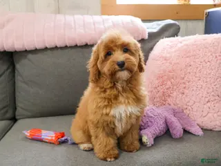 Mini Goldendoodle dogs Macaroni - Ad 34