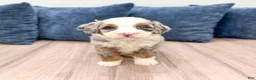 Mini Bernedoodle dogs for sale: Oilver - Ad 2