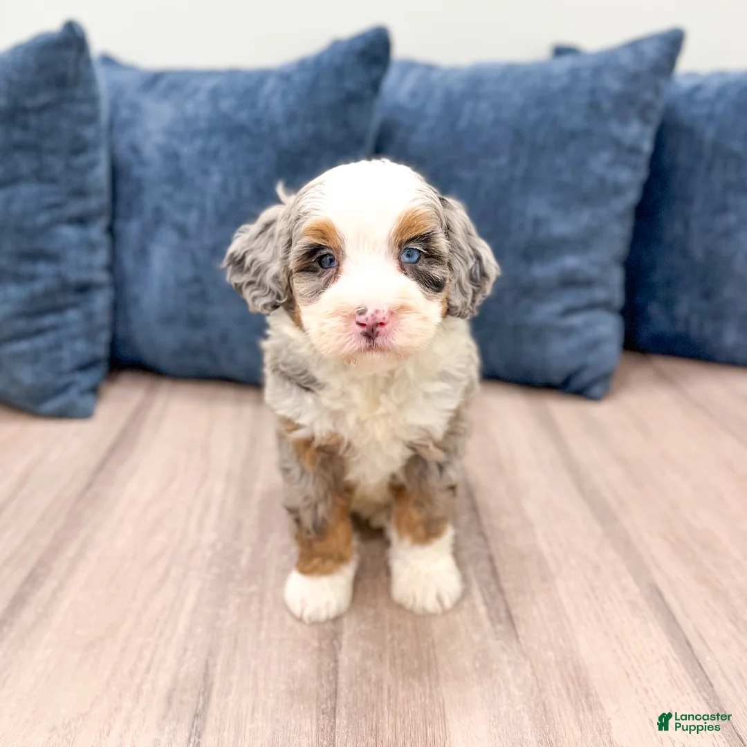 Mini Bernedoodle dogs for sale: Oilver - Ad 2