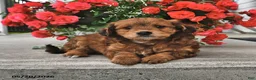 Mini Aussiedoodle dogs for sale: Tootsie - Ad 2