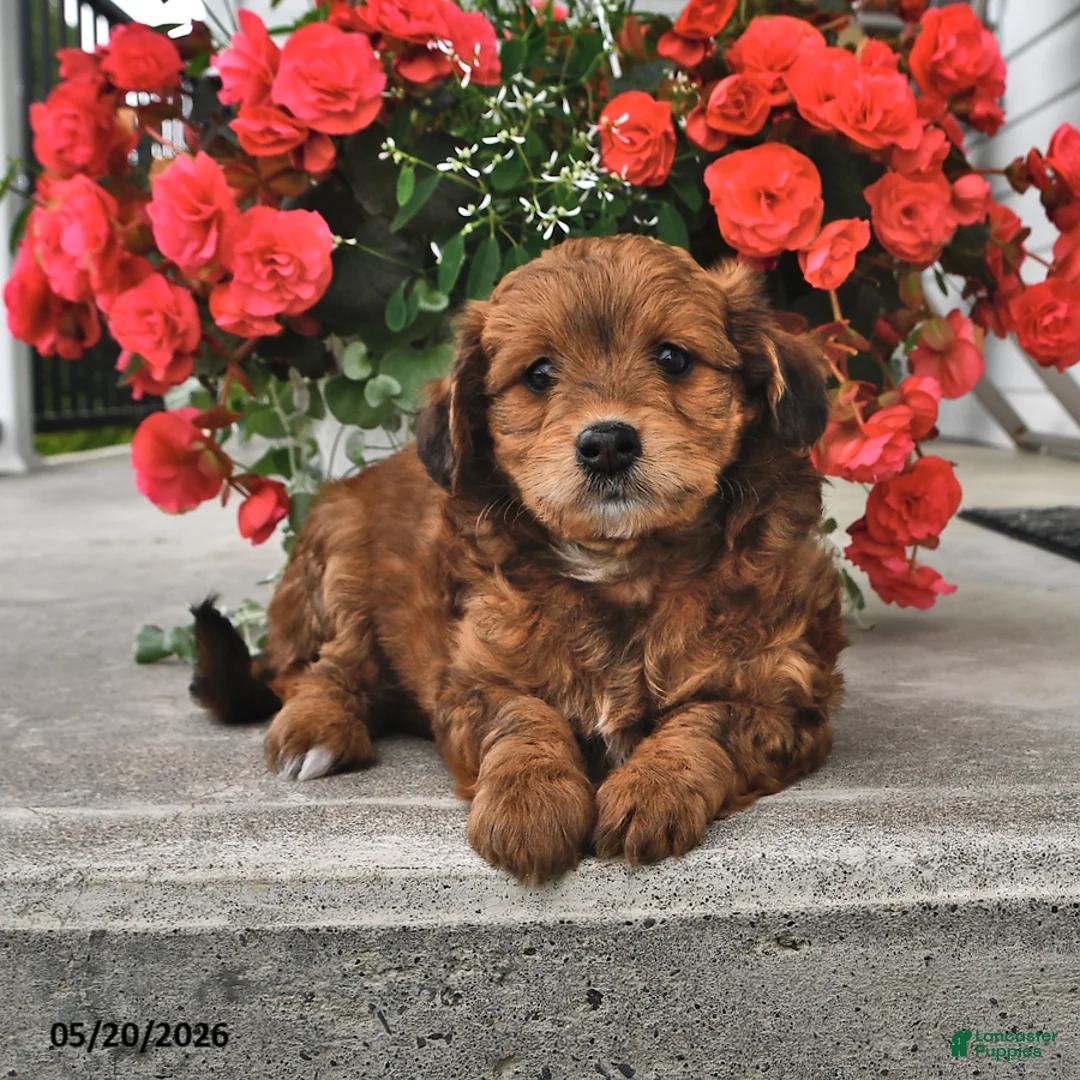 Mini Aussiedoodle dogs for sale: Tootsie - Ad 2