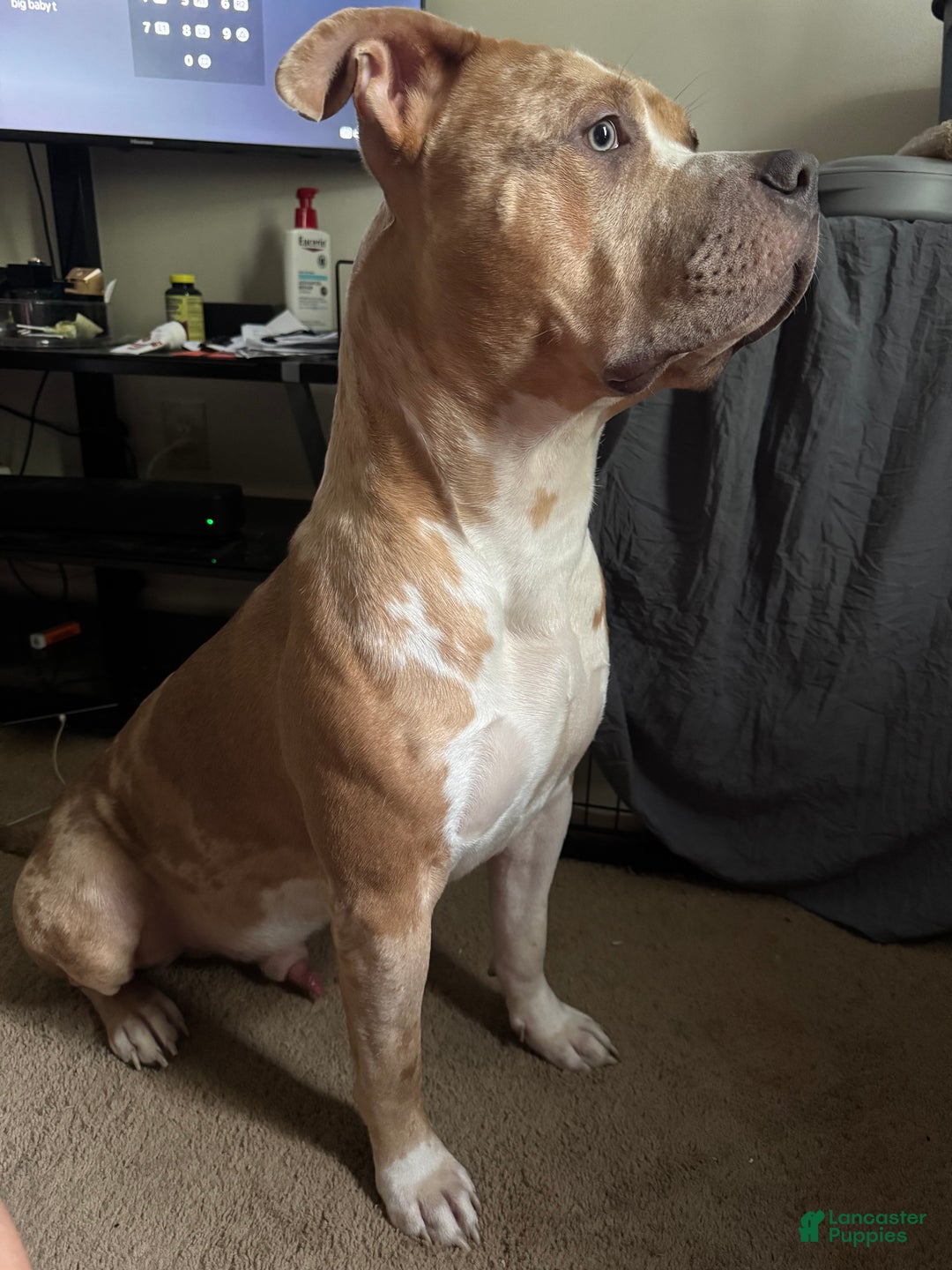 American Bully dogs for sale: Jupiter - Ad 5