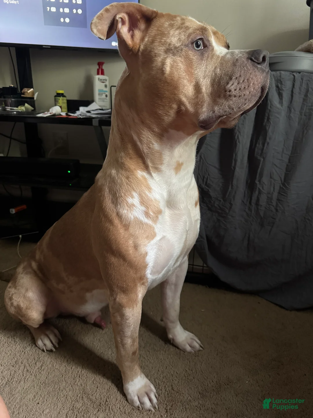 American Bully dogs for sale: Jupiter - Ad 5