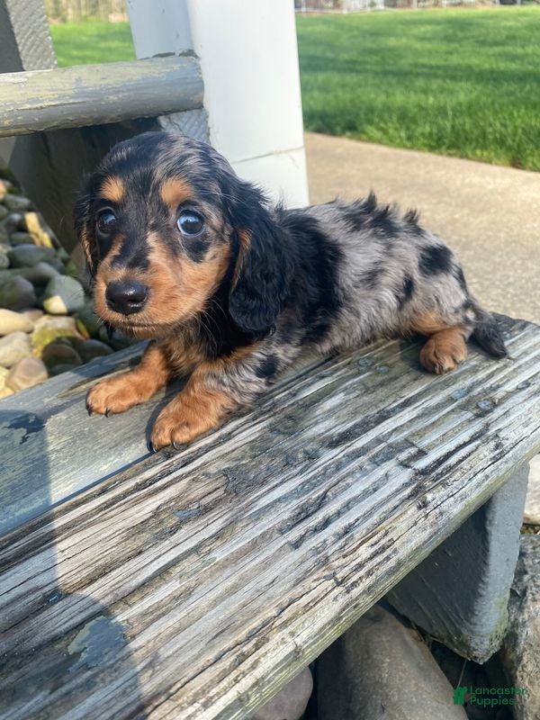 Miniature Dachshund dogs Luna - Ad 1