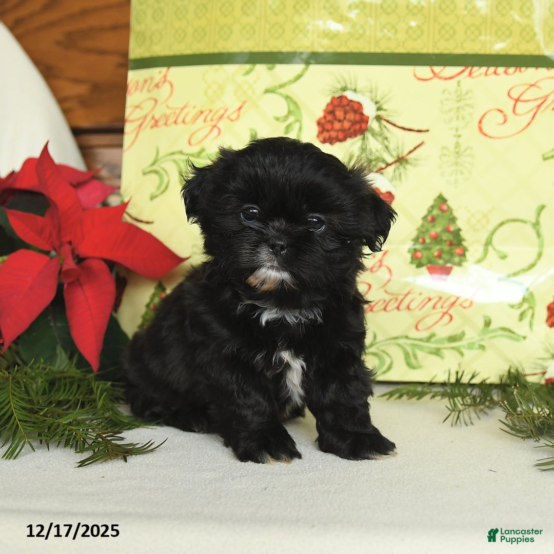 Shih Tzu dogs for sale: Boots - Ad 2