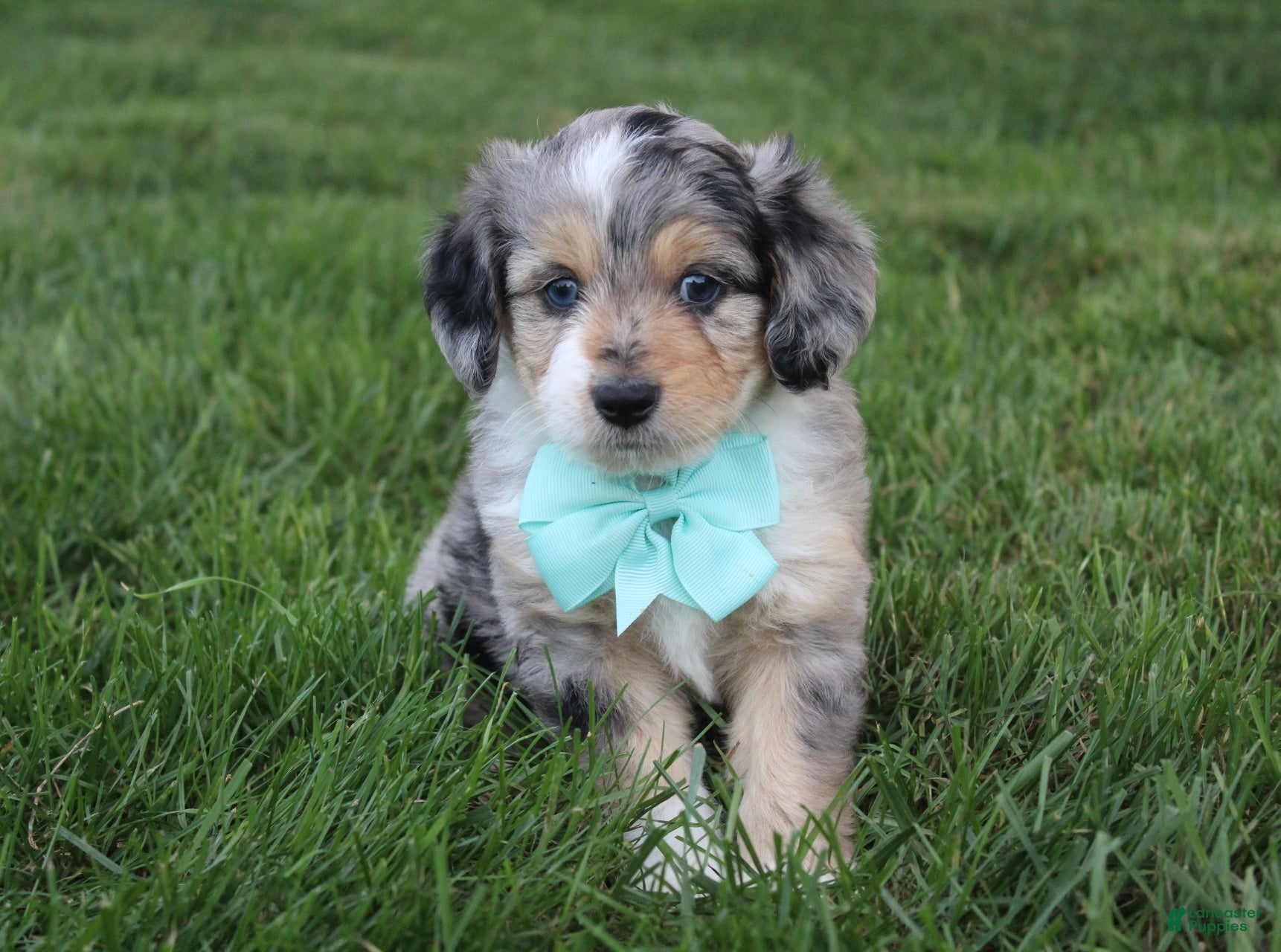 Mini Aussiedoodle dogs Kingsley 💎 - Ad 1