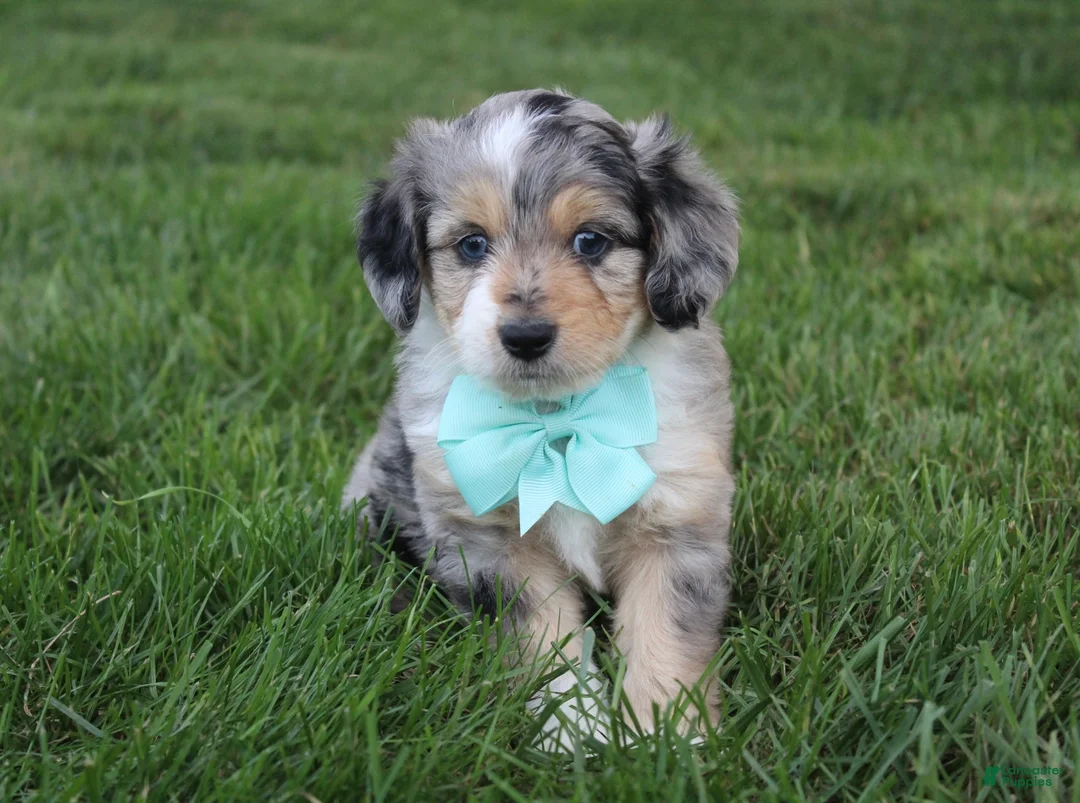 Mini Aussiedoodle dogs for sale: Kingsley 💎 - Ad 1