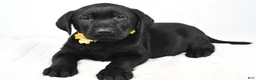 Labrador Retriever dogs for sale: Rusty - Ad 2
