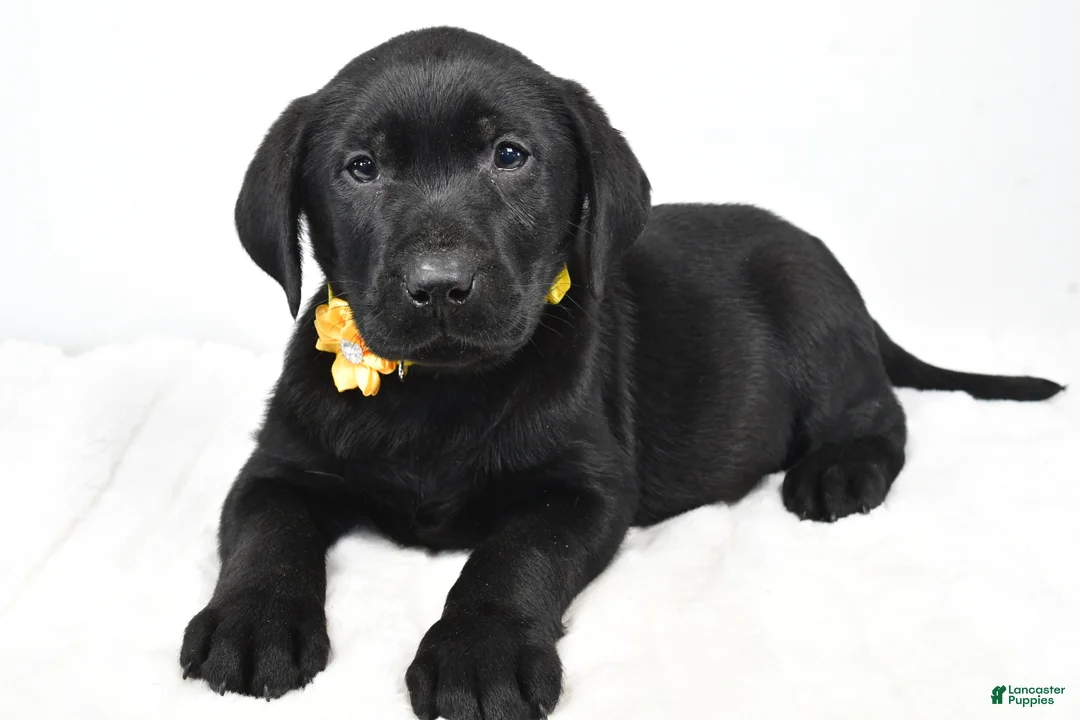 Labrador Retriever dogs for sale: Rusty - Ad 2