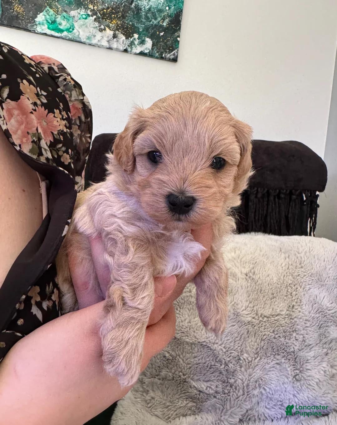 Maltipoo dogs Milo - Ad 11