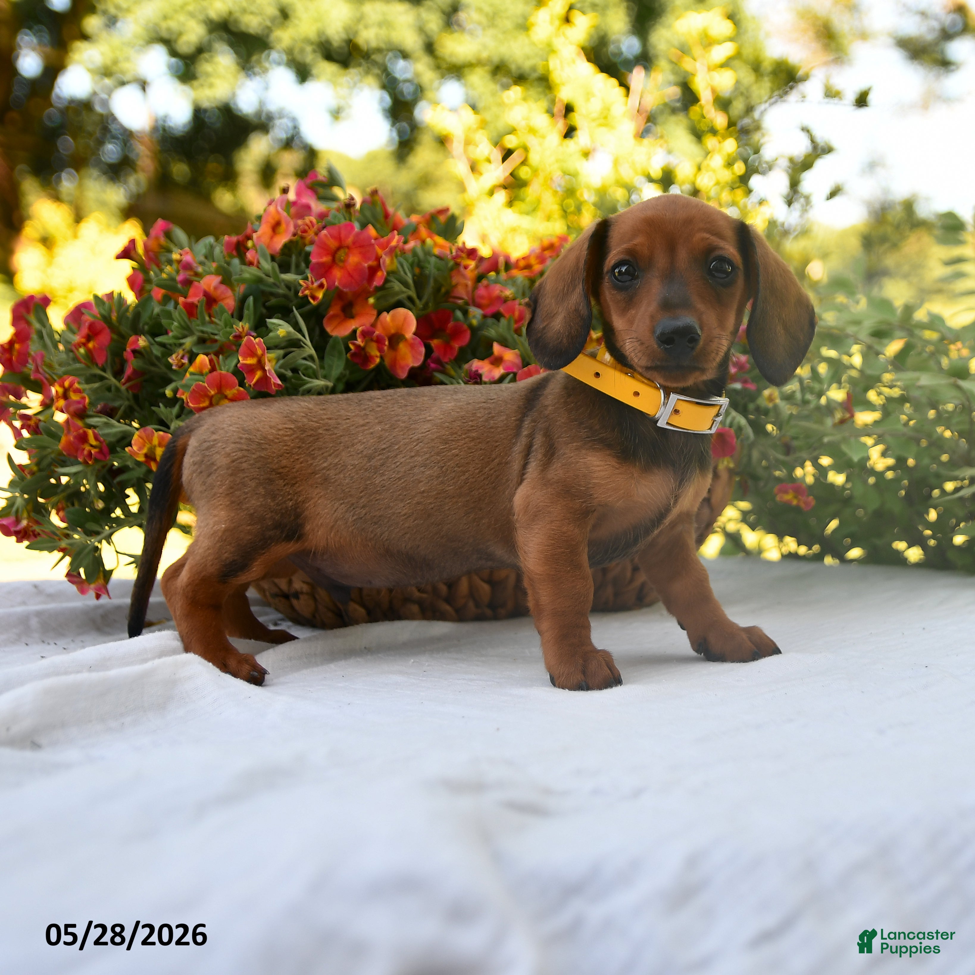 Dachshund dogs Buddy - Ad 1