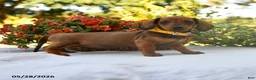 Dachshund dogs for sale: Buddy - Ad 1