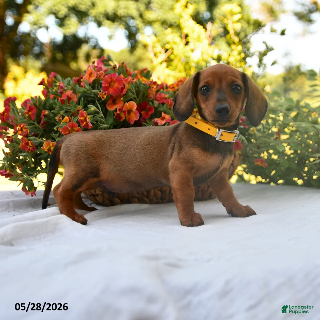 Dachshund dogs for sale: Buddy - Ad 1