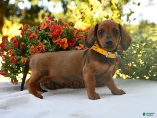 Dachshund dogs for sale: Buddy - Ad 3