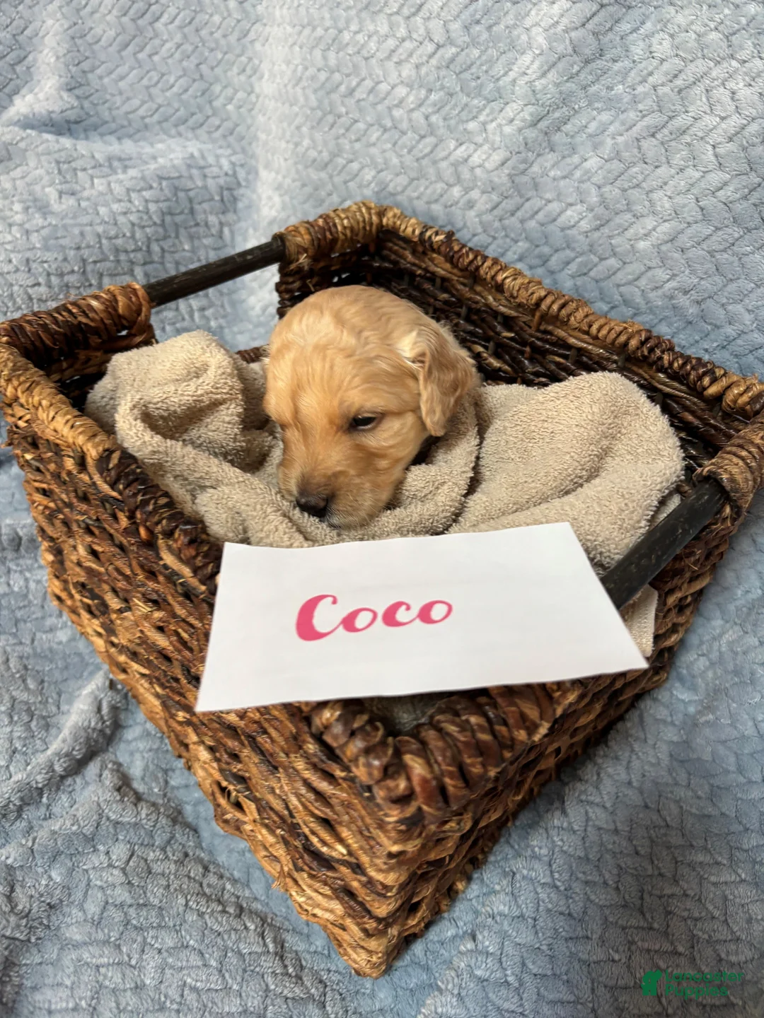 Goldendoodle dogs for sale: coco - Ad 2