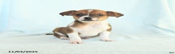 Chihuahua dogs for sale: Larry - Ad 1