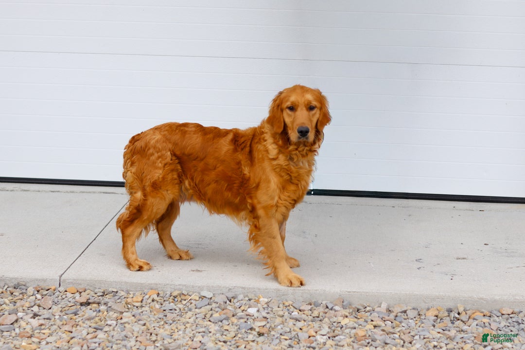 Miniature Golden Retriever dogs for sale: Kirby - Ad 6