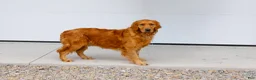 Miniature Golden Retriever dogs for sale: Kirby - Ad 6
