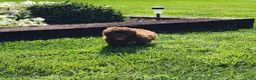 Shihpoo dogs for sale: Lucky - Ad 8