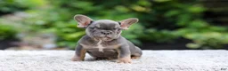 French Bulldog dogs for sale: Elsa - Ad 2
