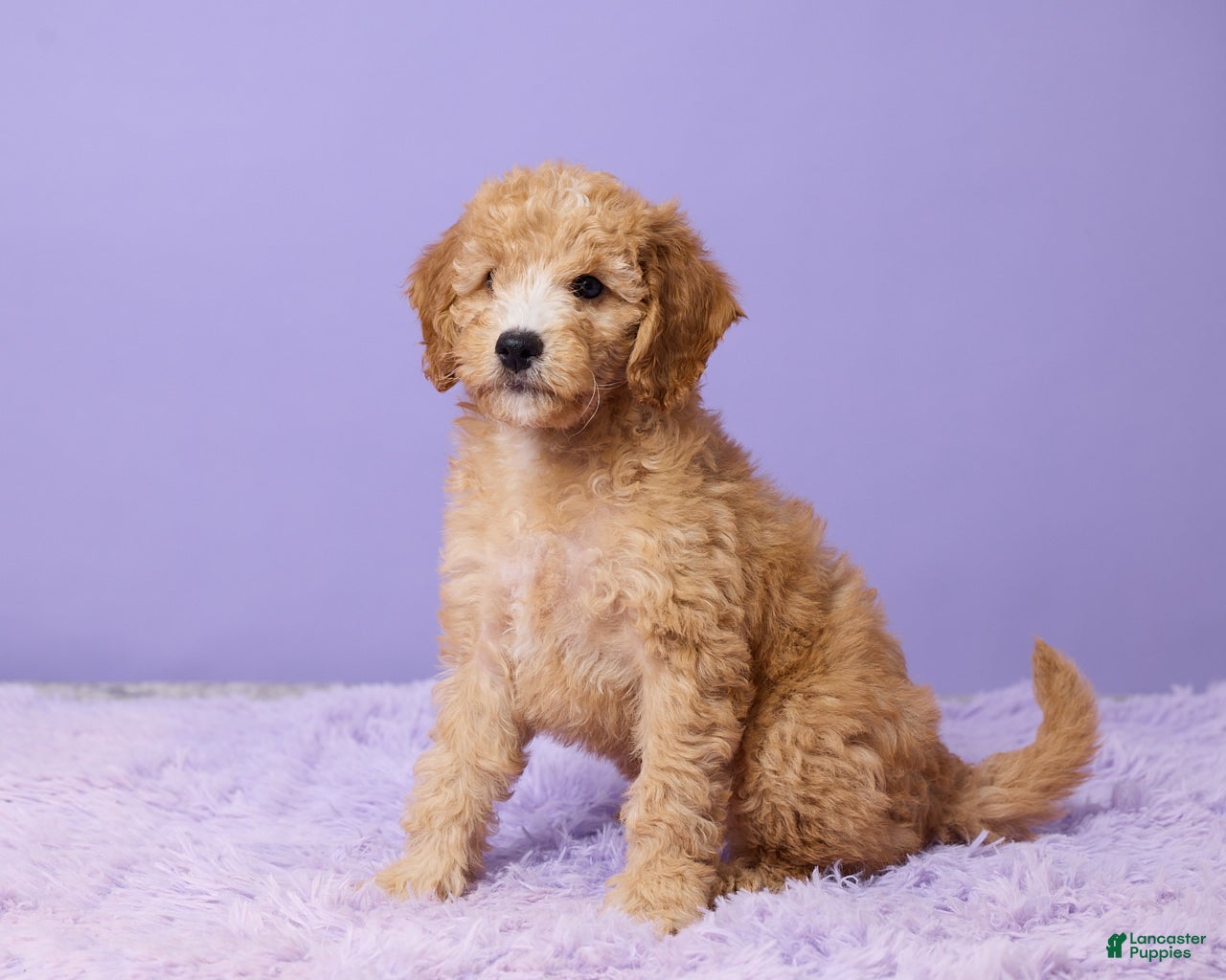 Mini Goldendoodle dogs Bella - Ad 1